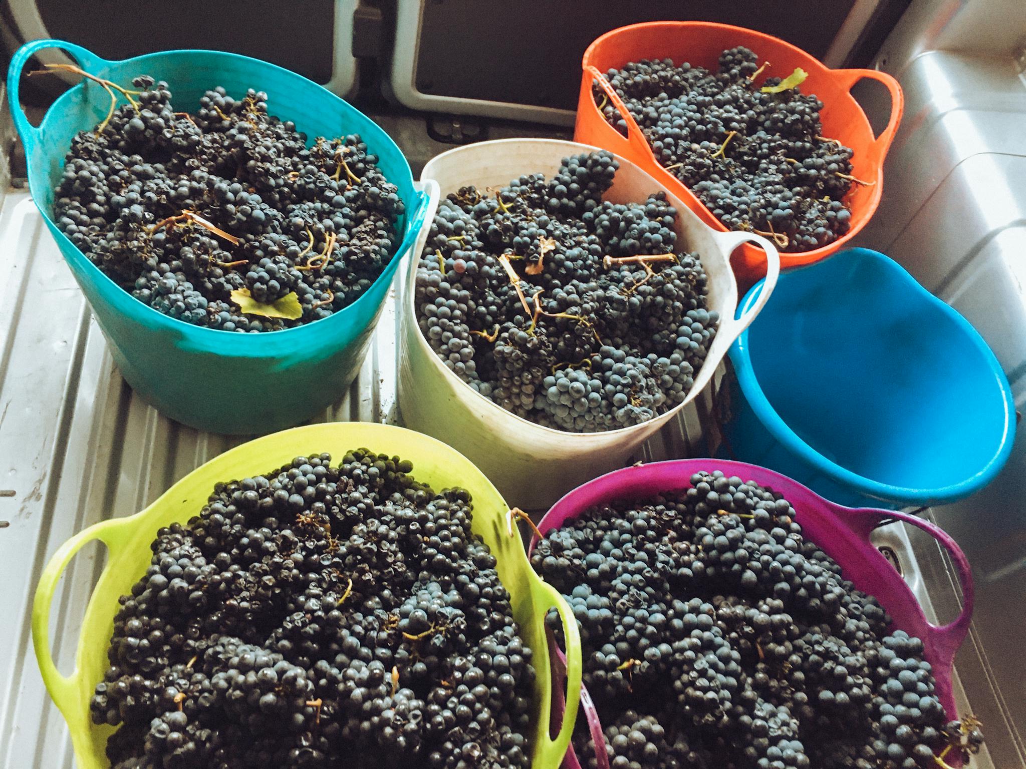 Freshly harvested grapes in colorful baskets, ready for winemaking.